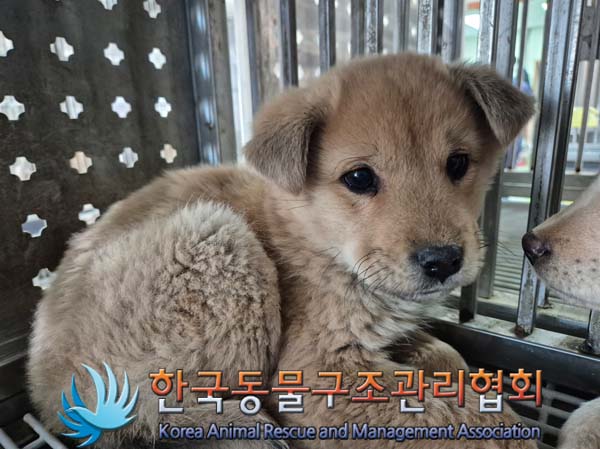 한국동물구조관리협회_441409202500021