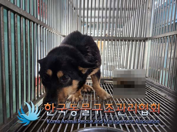 한국동물구조관리협회_441414202500002