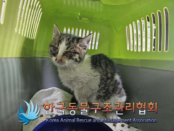 종료(입양) 한국 …