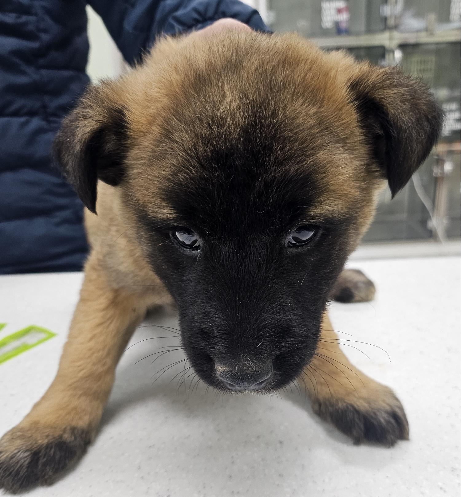 통영시동물보호센터_448533202500008