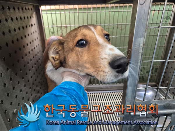 한국동물구조관리협회_441404202500001