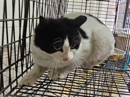원주시동물보호센터_442419202500009