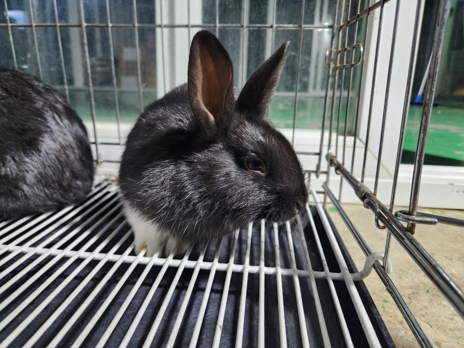 한국야생동물보호협회_441393202500023