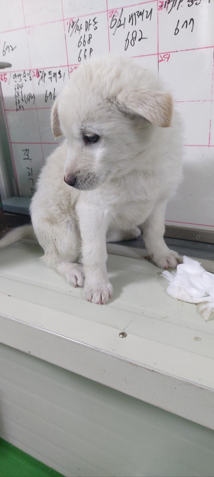 보령시유기동물보호소_444451202500005