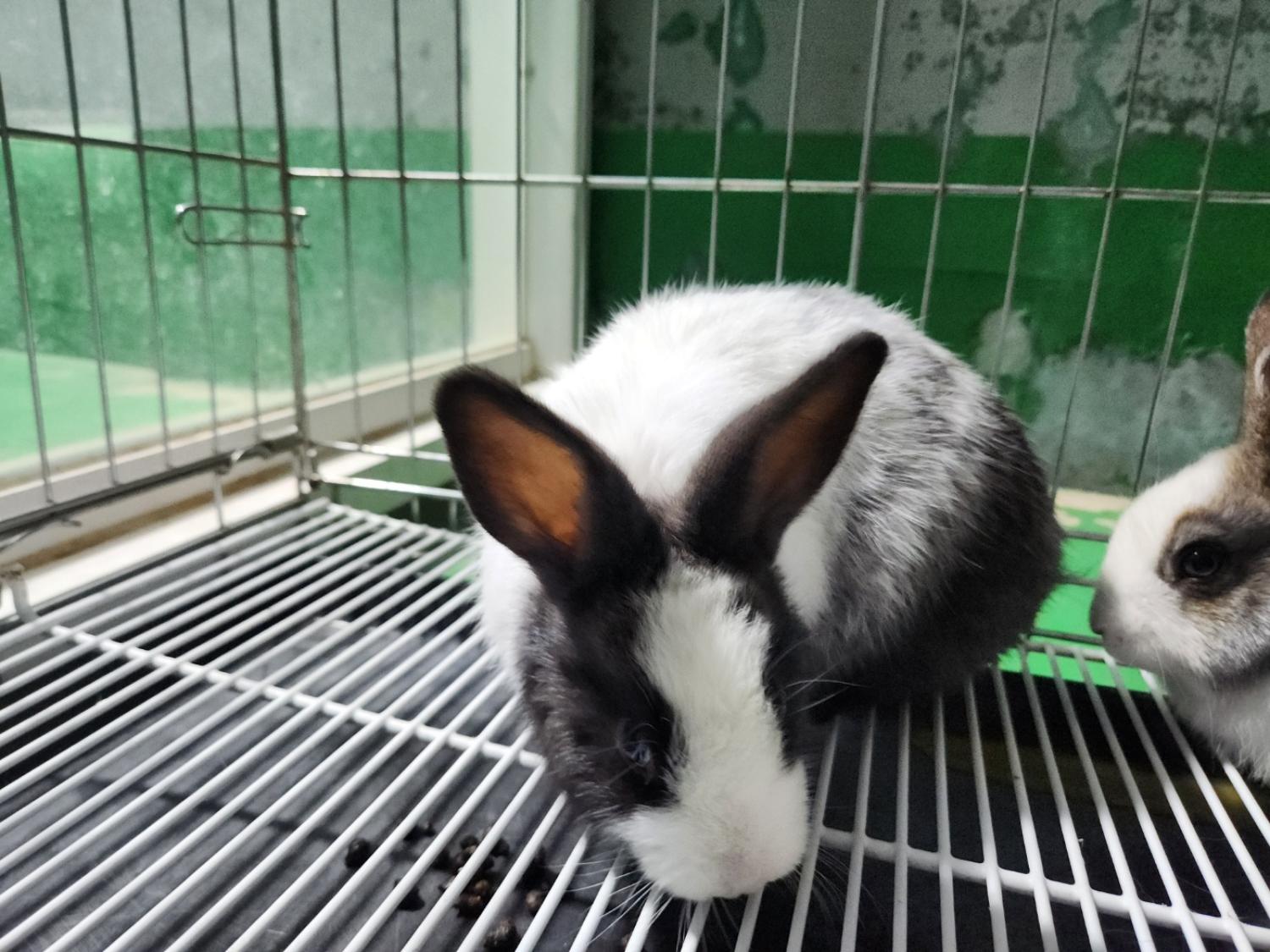 한국야생동물보호협회_441393202500018