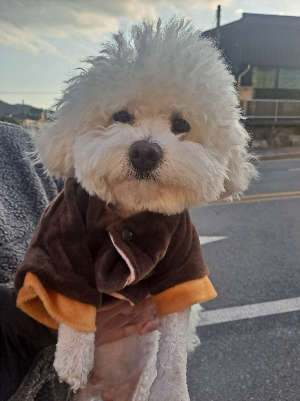 경남 거제 양정복지관에서  비숑 프리제 발견 보호