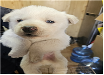 (사)동물보호관리협회_448535202500005