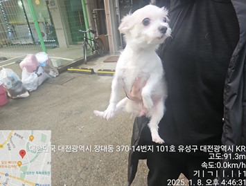 대전동물보호센터_430367202500014