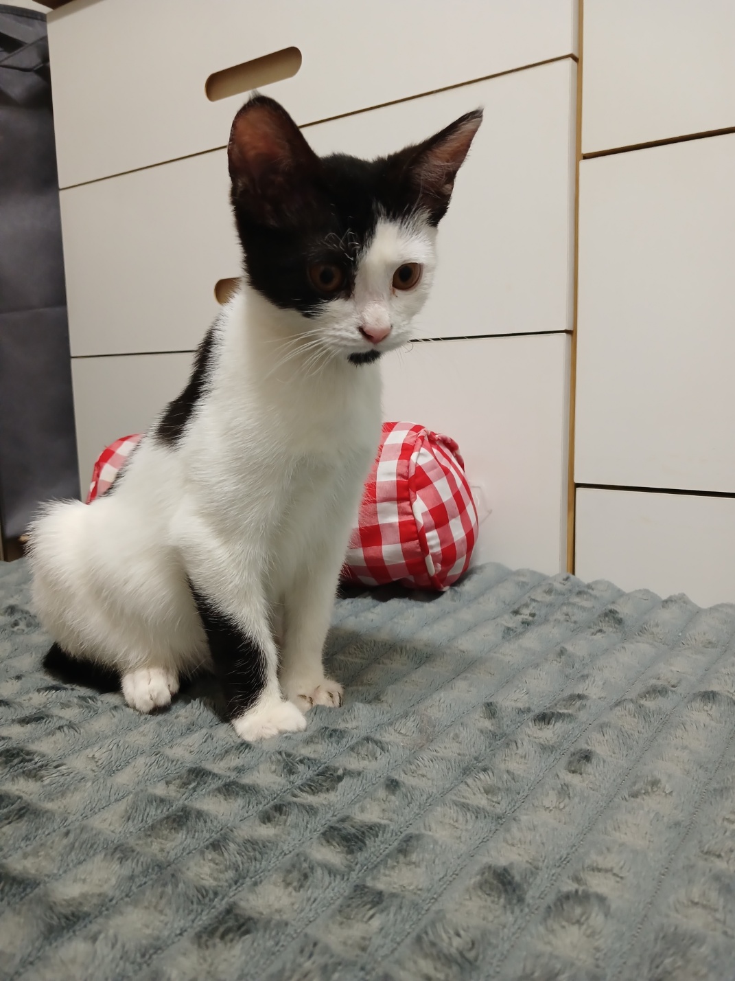 [고양이] 한국 고양이 서울-동대문-2024-00313 유기동물 배경 이미지 입니다.