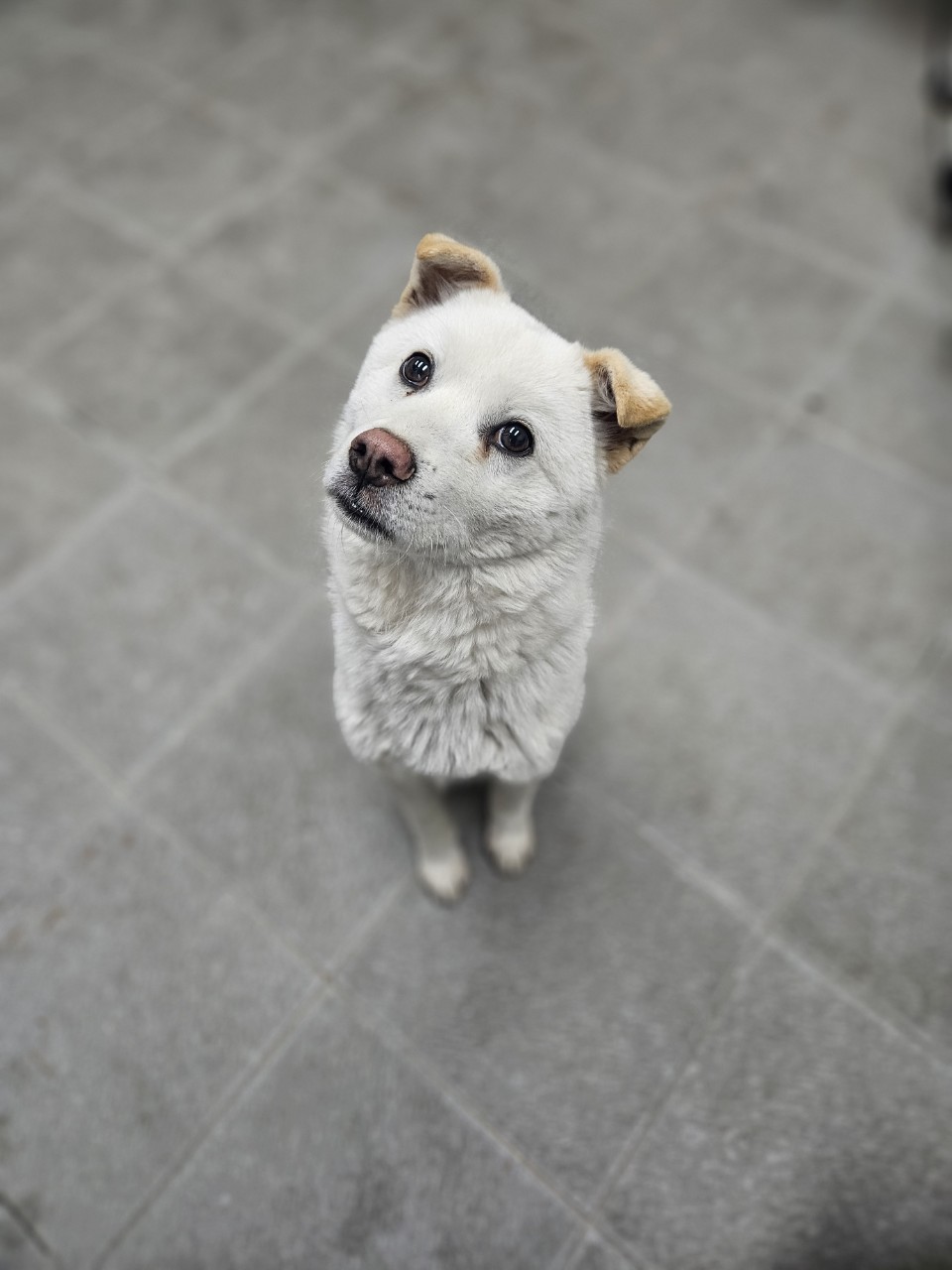 아산동물복지지원센터_444452202500022