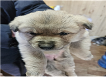 (사)동물보호관리협회_448535202500007