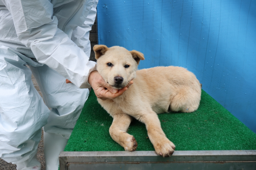 제주 동물보호센터_450650202500084