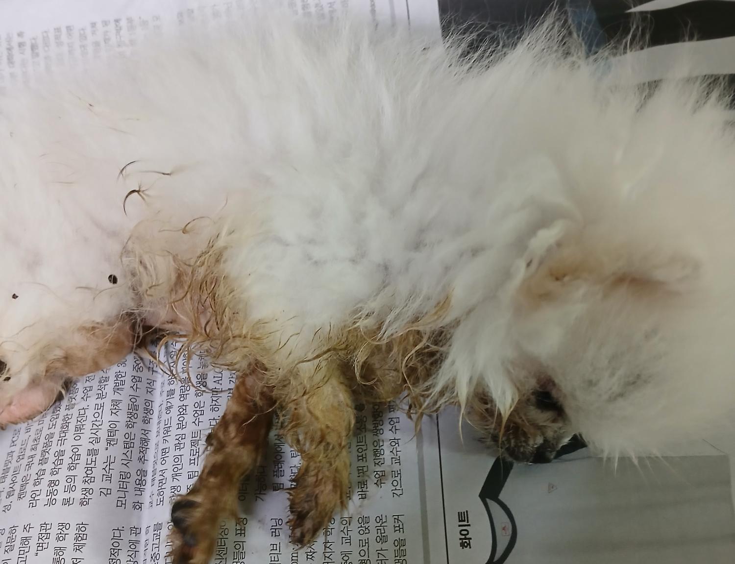 대구유기동물보호협회_427344202500001