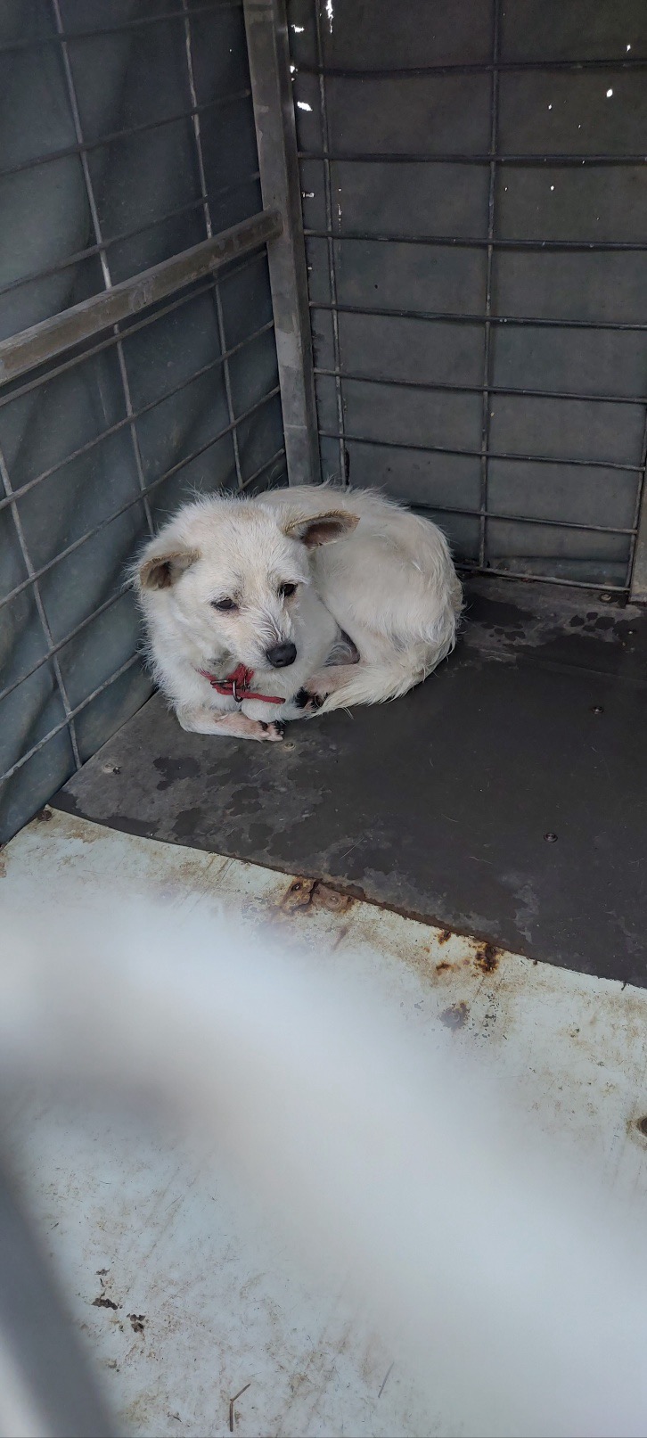 보령시유기동물보호소_444451202500011