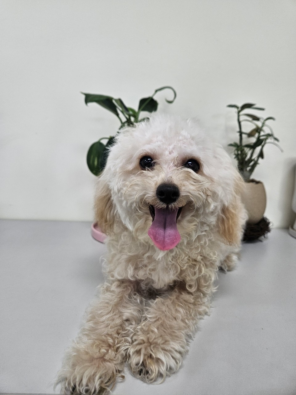 아산동물복지지원센터_444452202500024