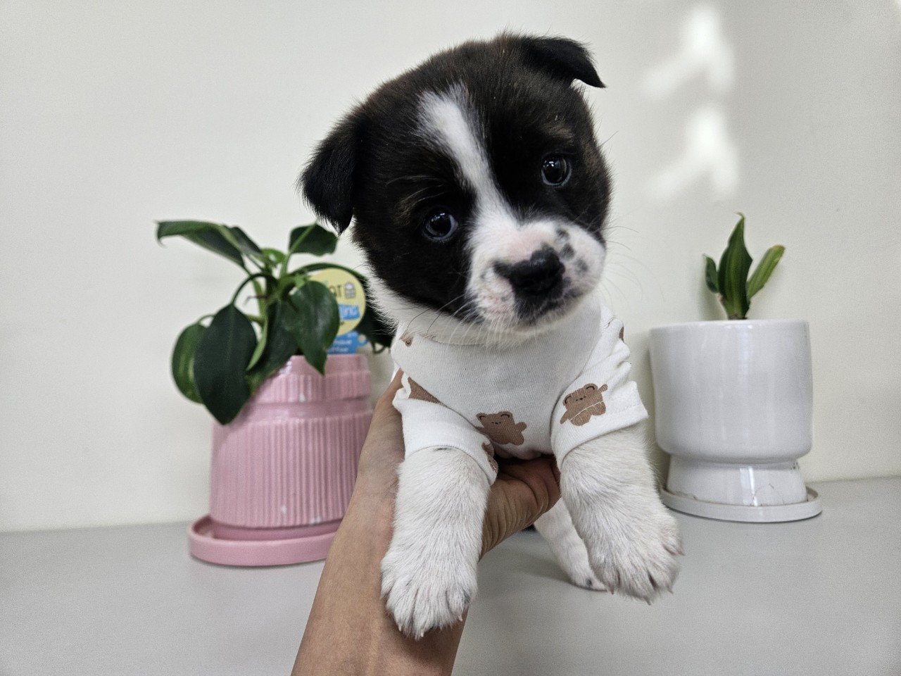 아산동물복지지원센터_444452202500023