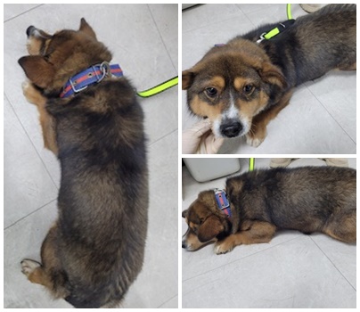 보호중 믹스견의 가…