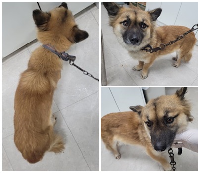 논산시 동물보호센터_444454202500017