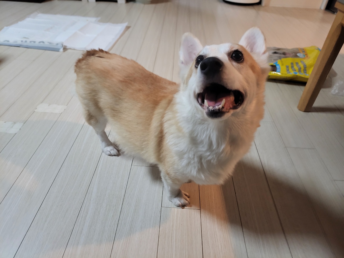 고양시동물보호센터_441394202500015