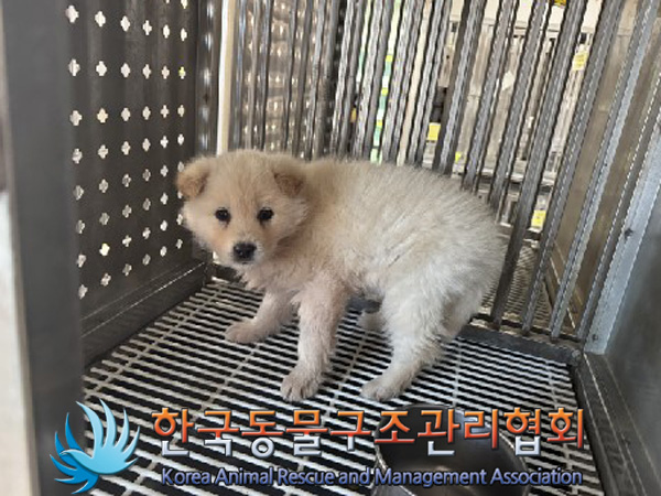 한국동물구조관리협회_441559202500012