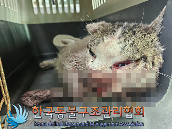 한국동물구조관리협회_441382202500005