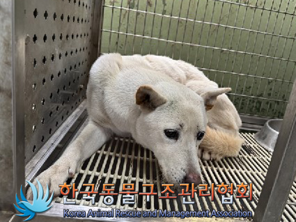 한국동물구조관리협회_441409202500023