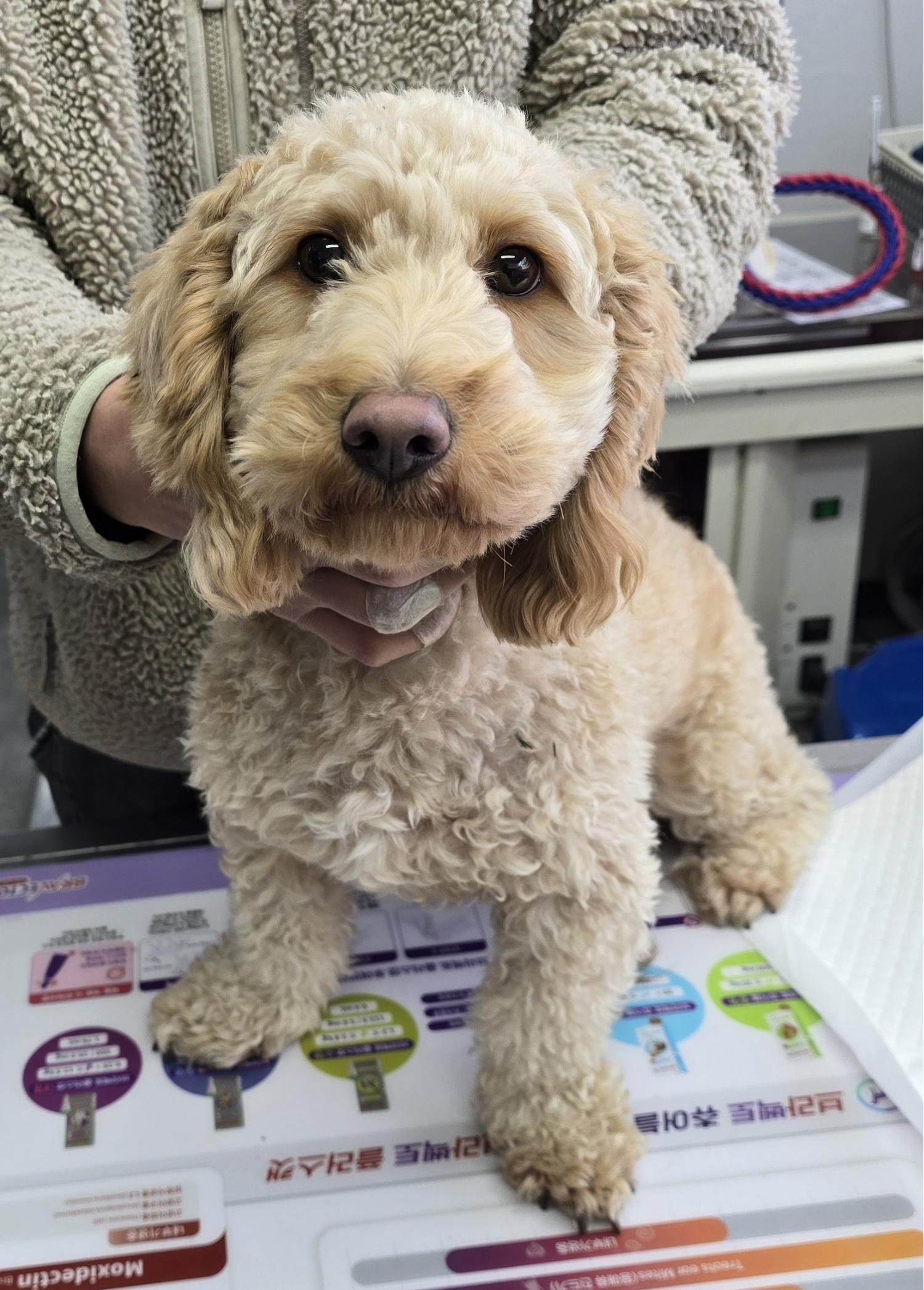 보호중 푸들의 가족…