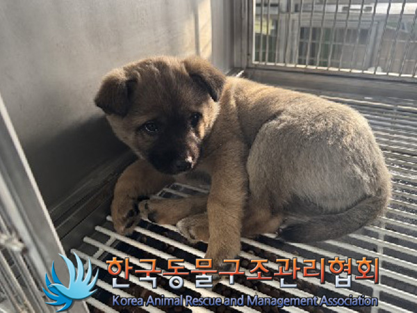 한국동물구조관리협회_441560202500020