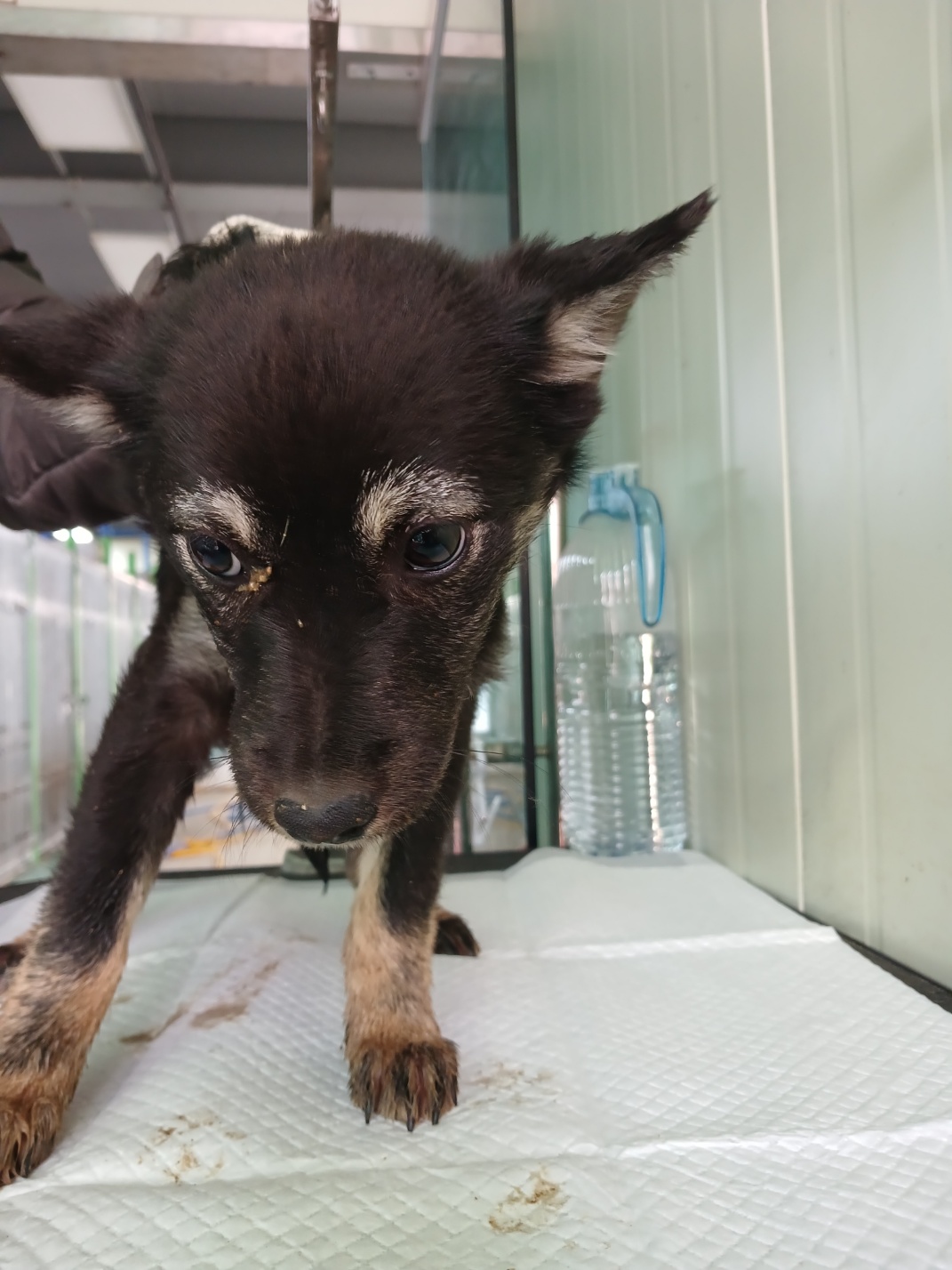 영주시 동물보호센터_447509202500009