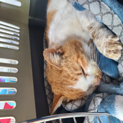 종료(자연사) 믹스…