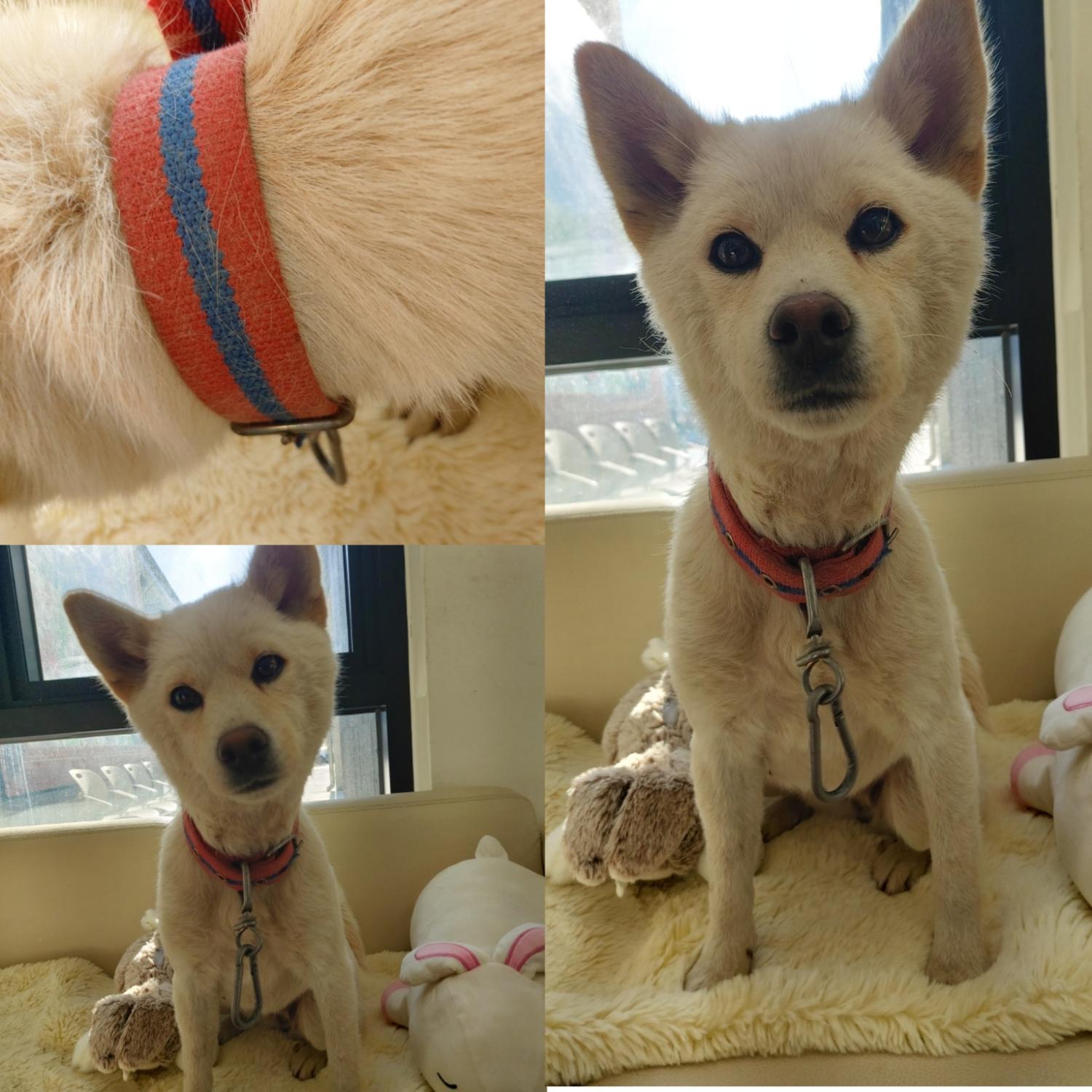 경주동물사랑보호센터_447505202500025