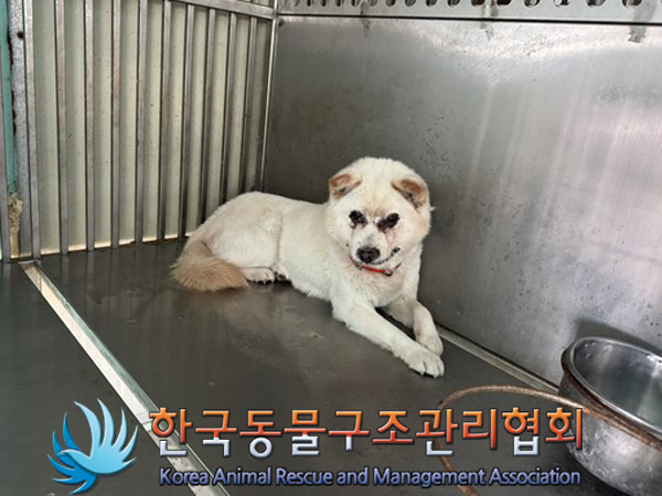 한국동물구조관리협회_441560202500015