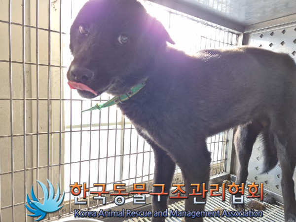 한국동물구조관리협회_441560202500012
