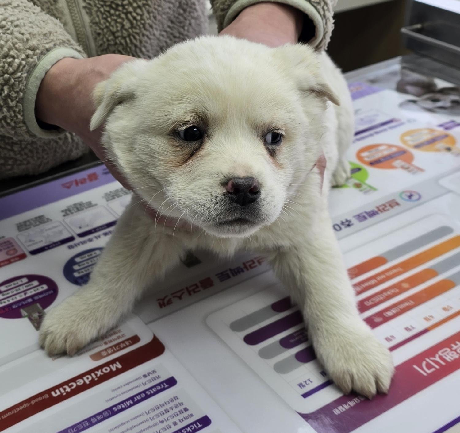 보호중 믹스견의 가…