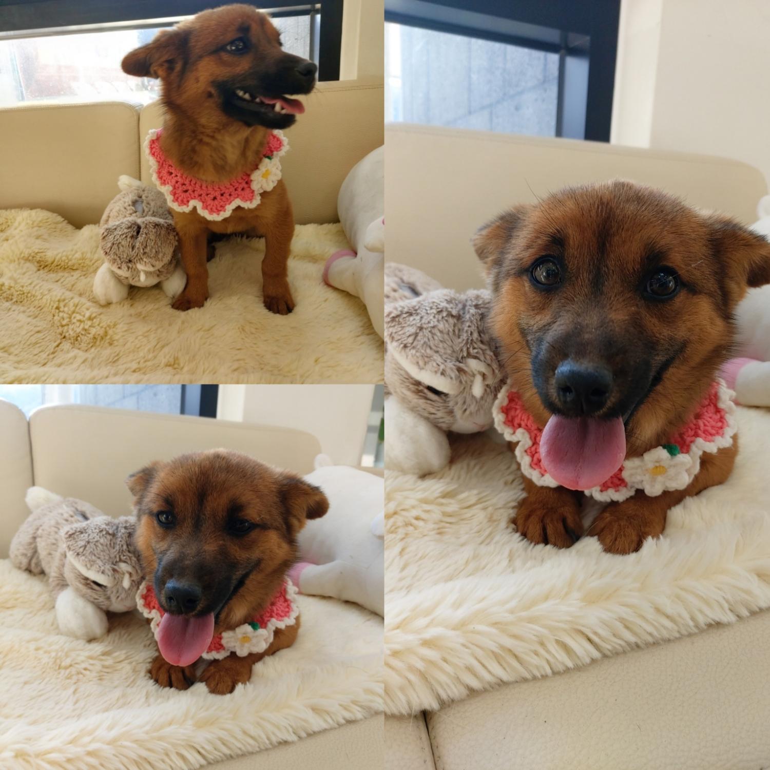 경주동물사랑보호센터_447505202500024