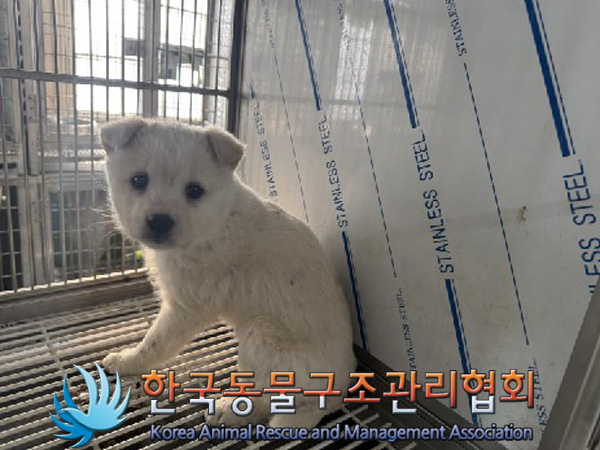 한국동물구조관리협회_441560202500021