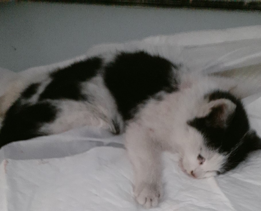 종료(자연사) 한국…