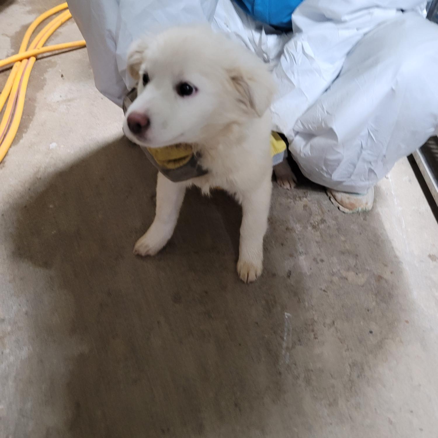 평택시유기동물보호소_441391202500068