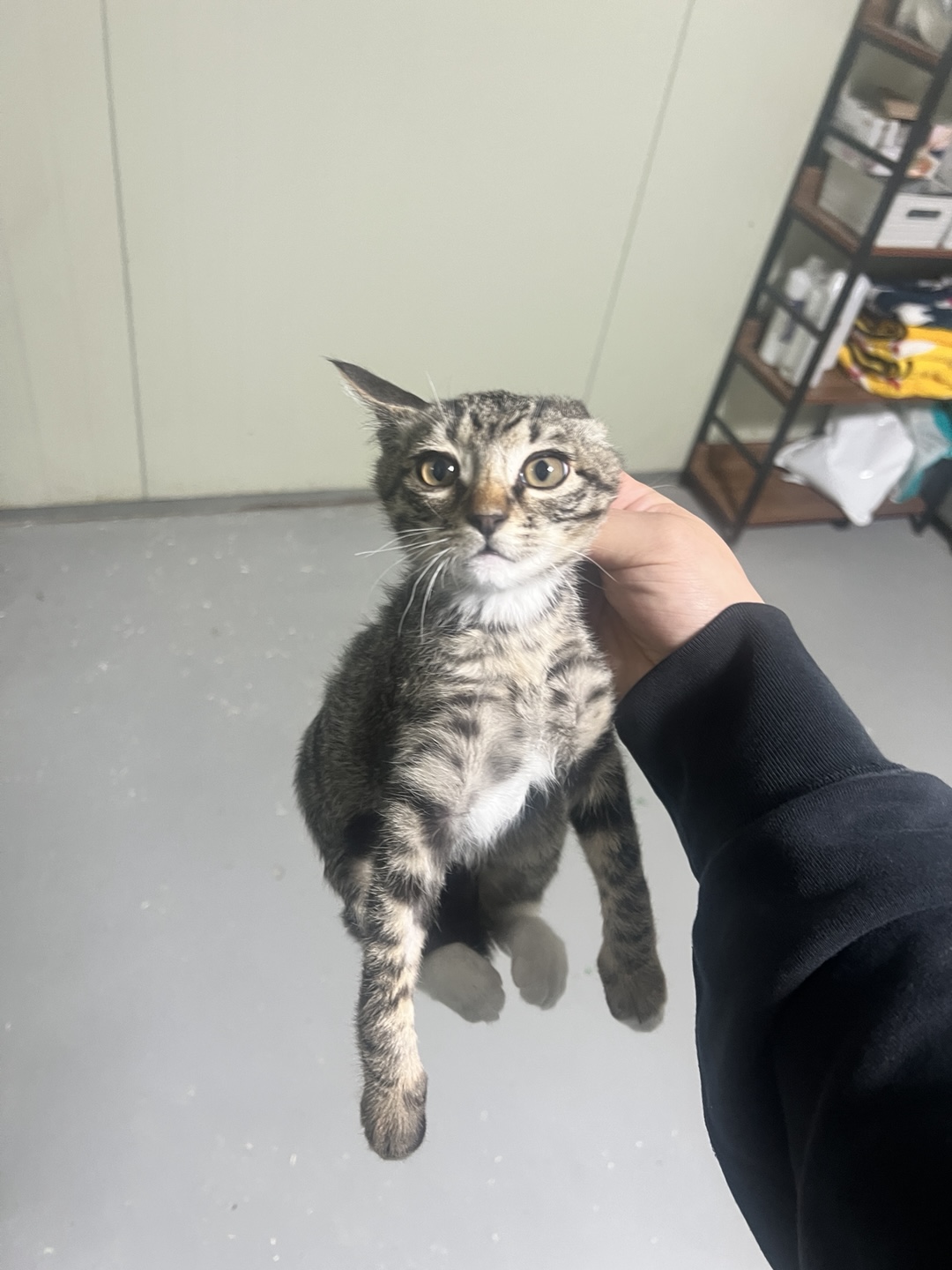부산동물보호센터_426332202500006