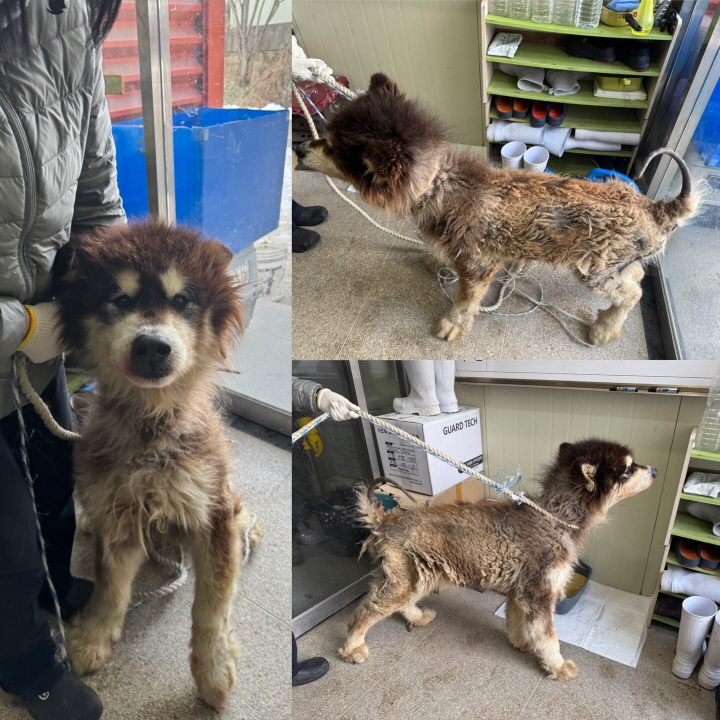 당진시동물보호소_444568202500013