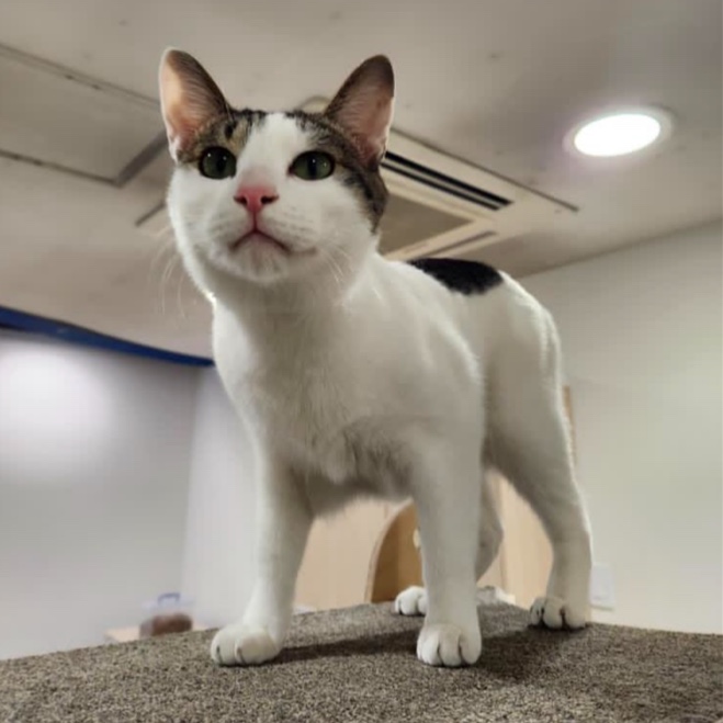 보호중 한국 고양이…