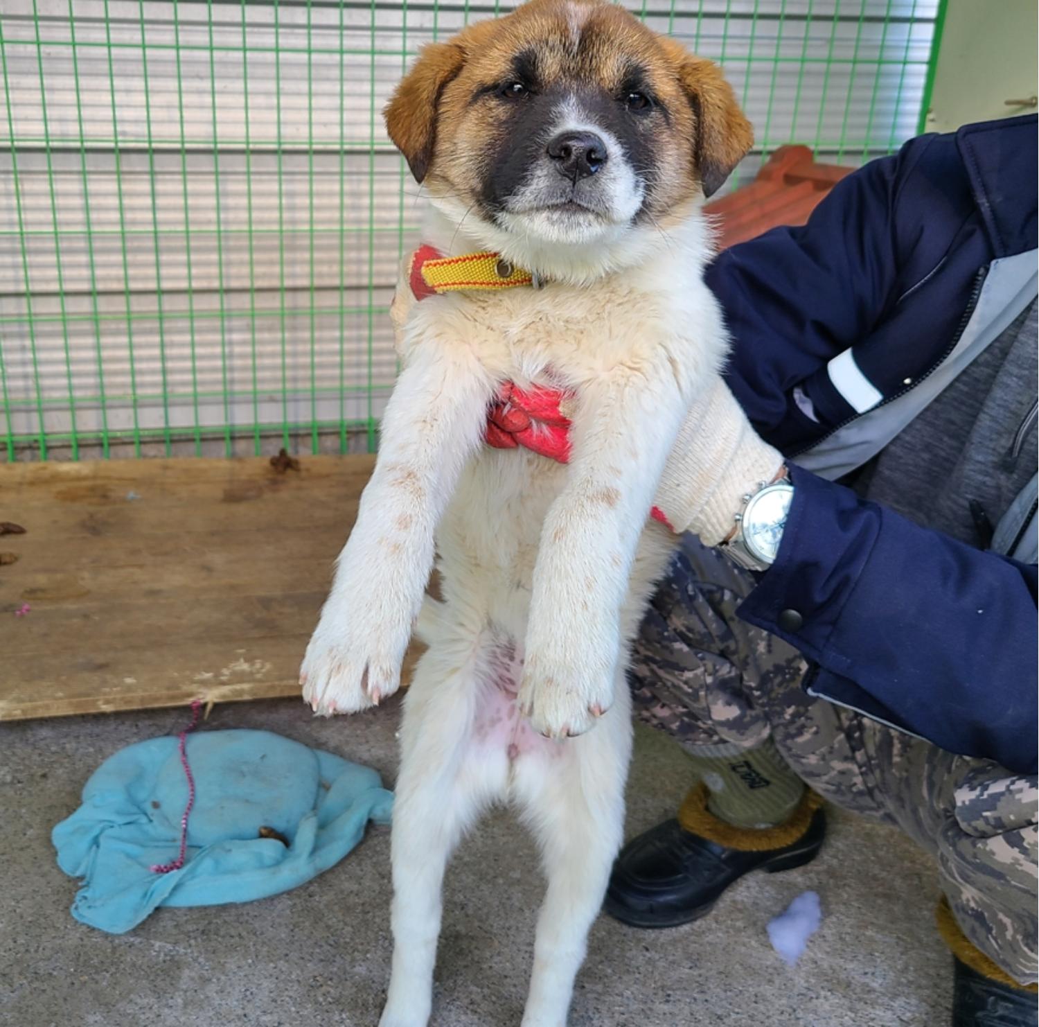 영천유기동물보호센터_447510202500015