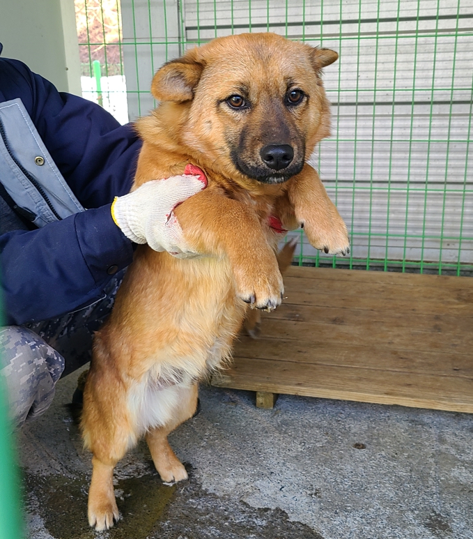 영천유기동물보호센터_447510202500013