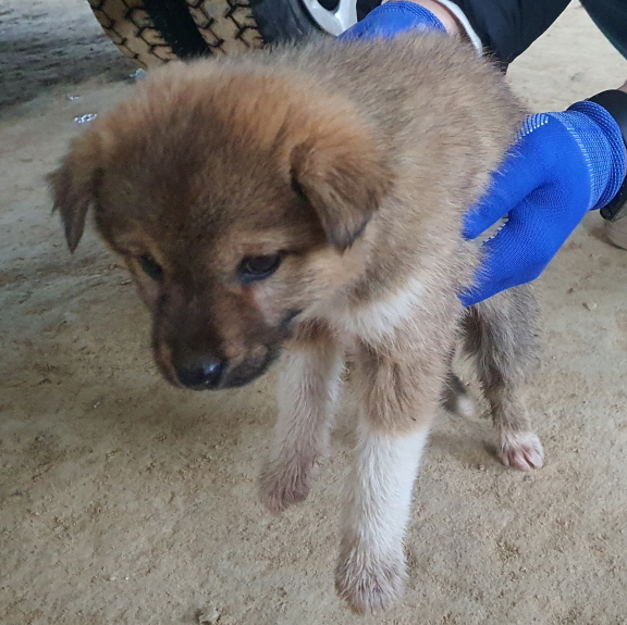 진도군임시보호소_446500202500003