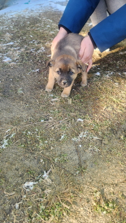 익산유기동물보호소_445468202500073