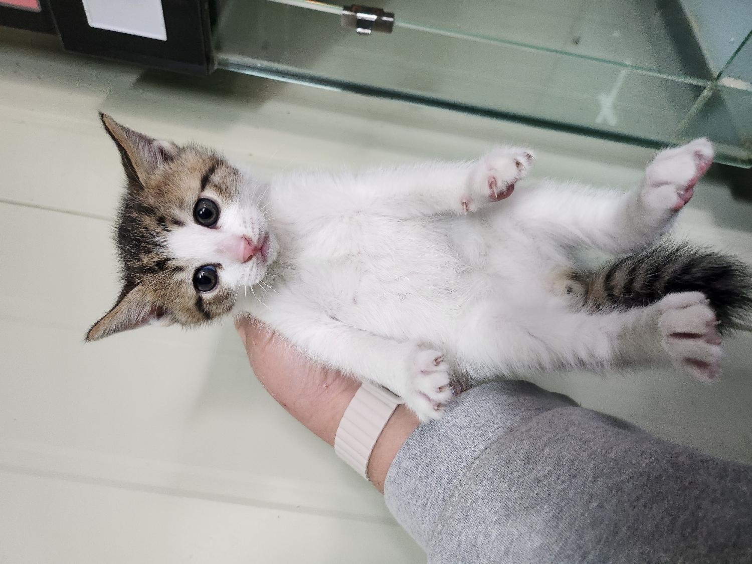 부산동물보호센터_426325202500005