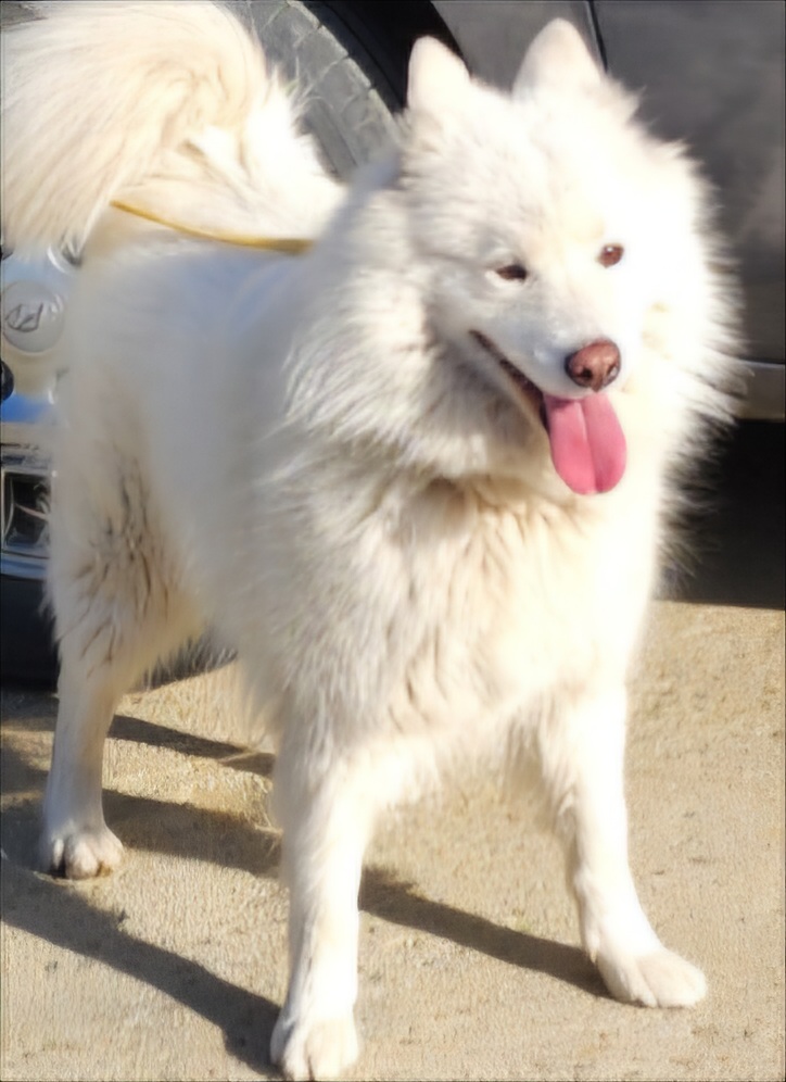 상주시 동물보호센터_447511202500012