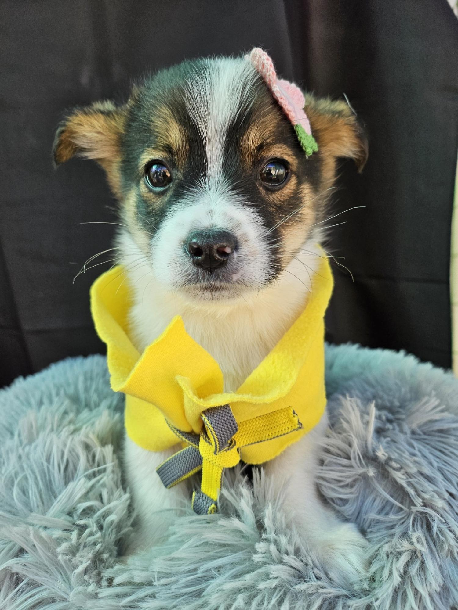 종료(입양) 믹스견…