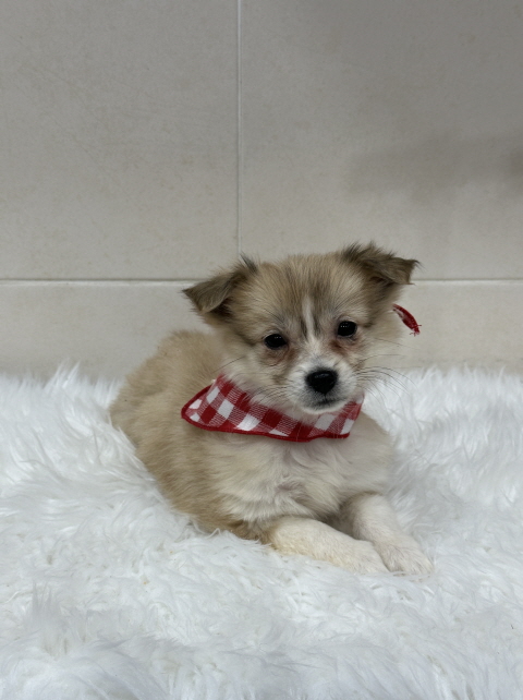 춘천시 동물보호센터_442418202500006