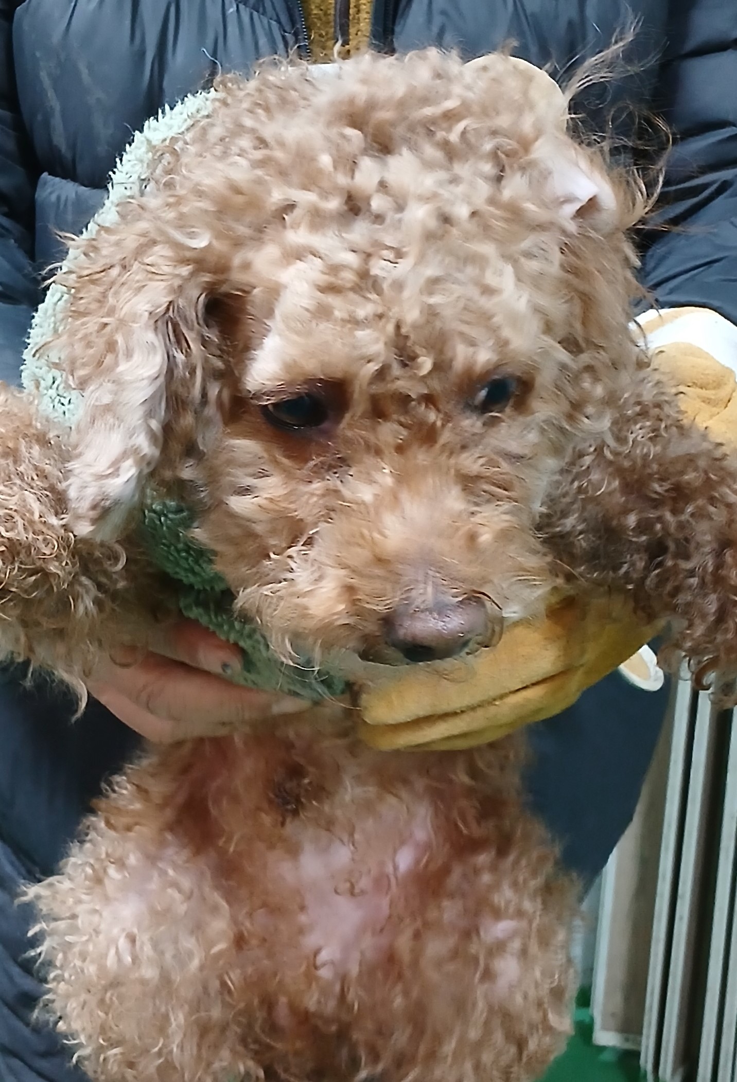 대구유기동물보호협회_427345202500004